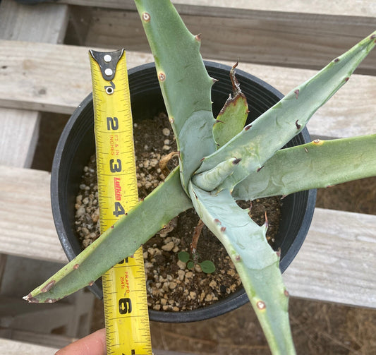 Agave cerulata subsp. subcerulata