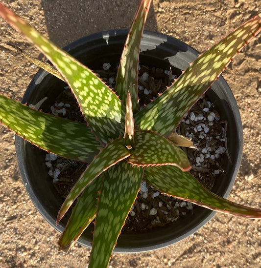 Aloe Hybrid - Yellow flowers 1 gallon