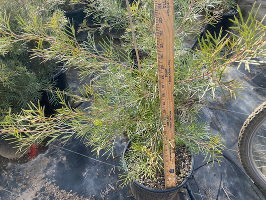Grevillea 'Spirit of Anzac' - 5 Gallon (GN)