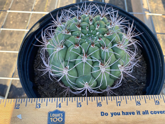 Gymnocalycium saglionis - Giant Chin Cactus E1