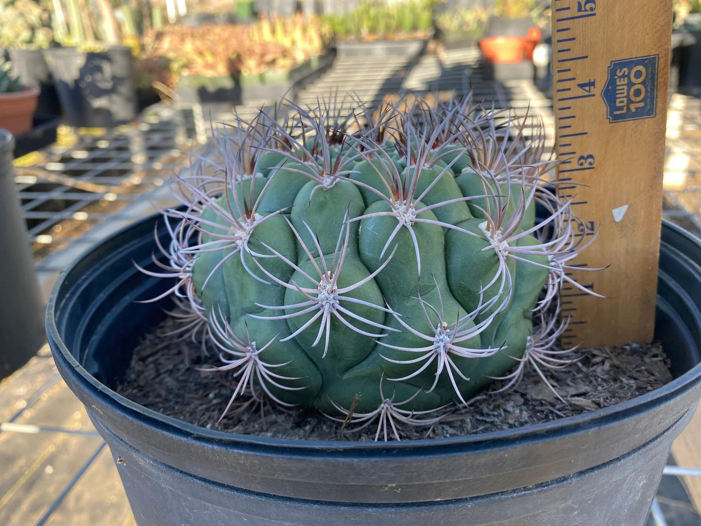 Gymnocalycium saglionis - Giant Chin Cactus E1