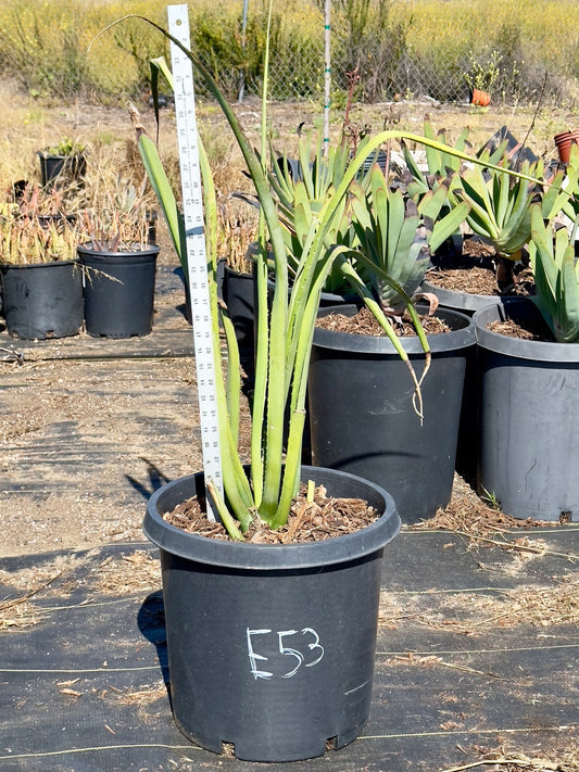 Furcraea macdougalii - E53