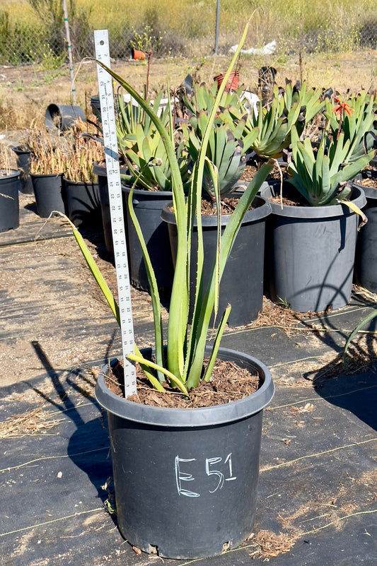 Furcraea macdougalii - E51