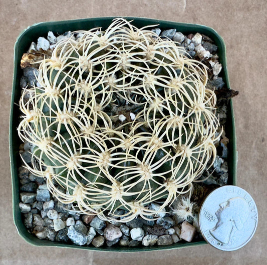 4-inch Echinopsis cinnabarina | Lobivia cinnabarina var. prestoana E1