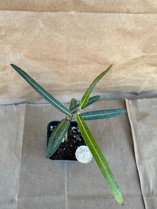 Queensland Bottle Tree Start | Brachychiton rupestris E1