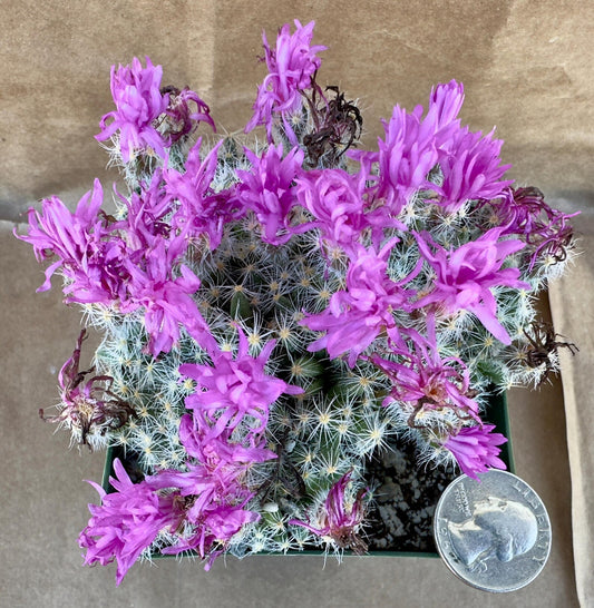 4-inch Trichodiadema densum | Desert Rose