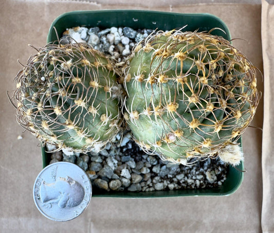 4-inch Echinopsis backebergii | Lobivia winteriana E1
