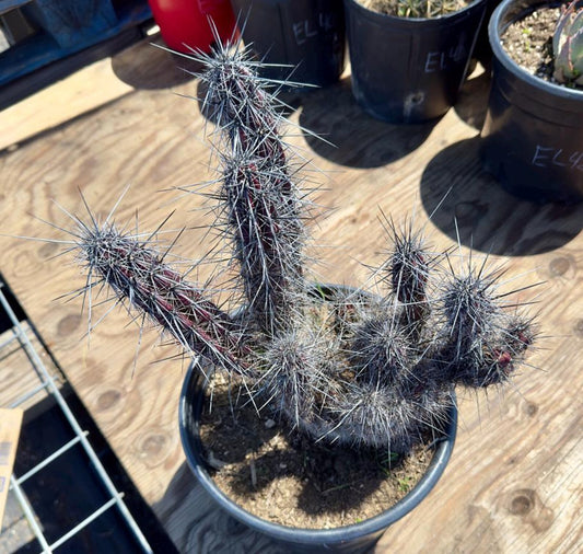 Opuntia crest E92