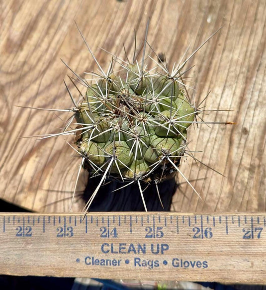 Thelocactus hexaedrophorus EL59