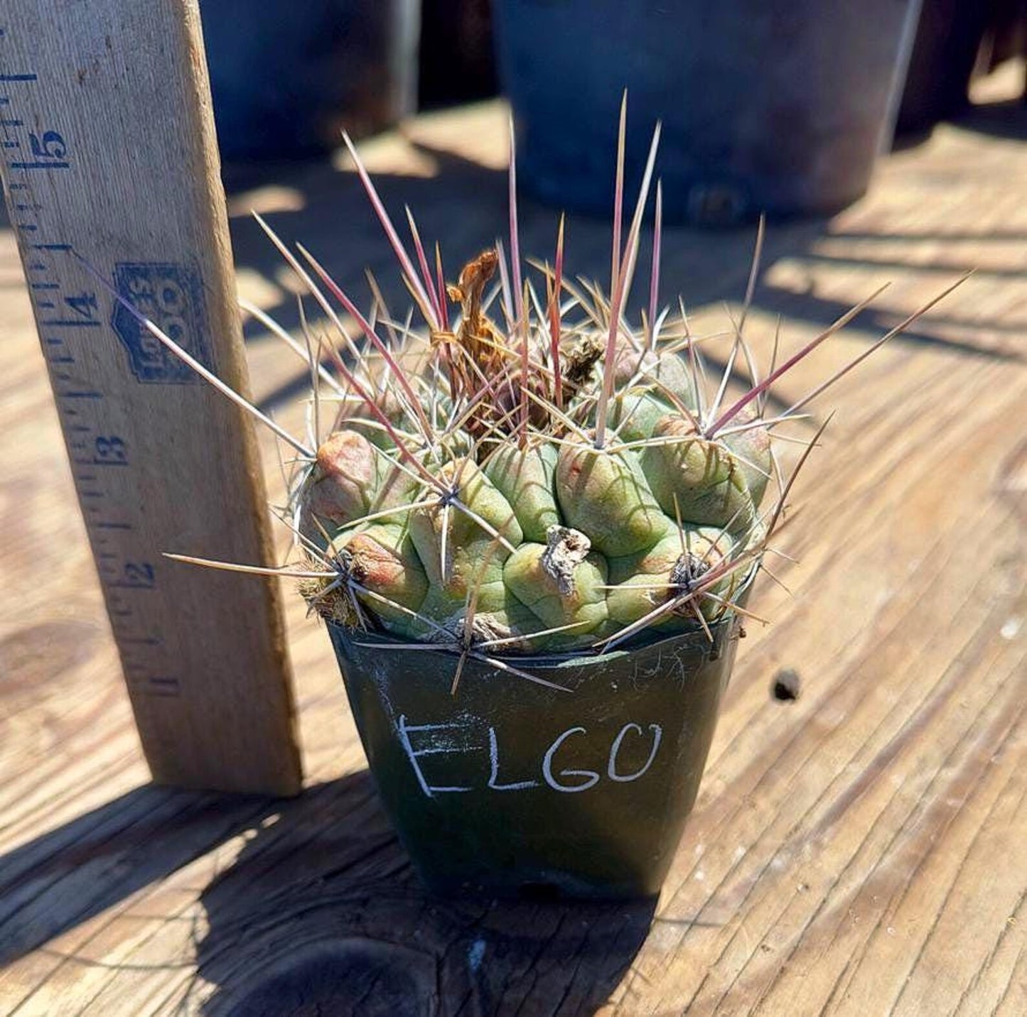 Thelocactus hexaedrophorus EL60
