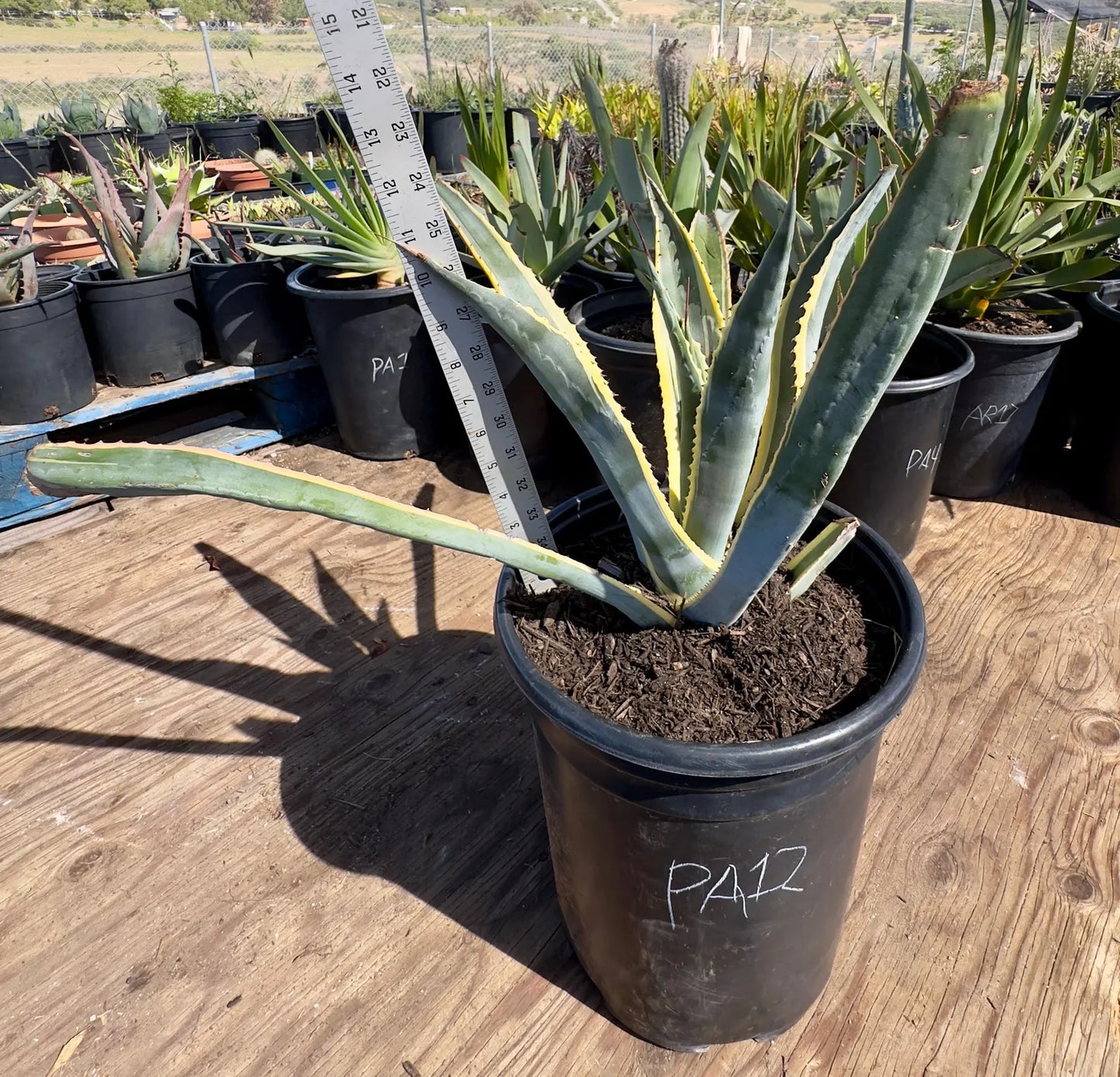 Variegated Century Plant PA12 | Agave americana variegata