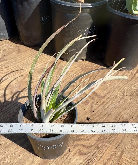 Silver Dyckia PA34