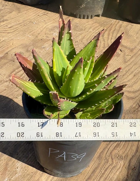 Golden Toothed Aloe PA39 | Variegated Aloe Nobilis