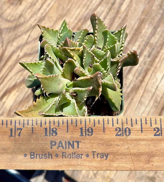 Tiger Jaws EL48 | Faucaria tigrina