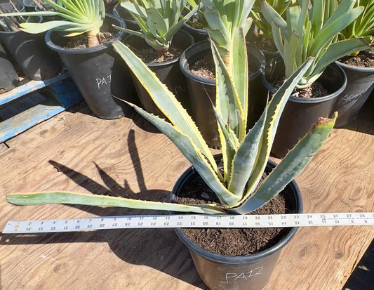 Variegated Century Plant PA12 | Agave americana variegata