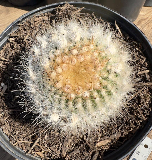 Parodia leninghausii PA27 | Golden Ball Cactus