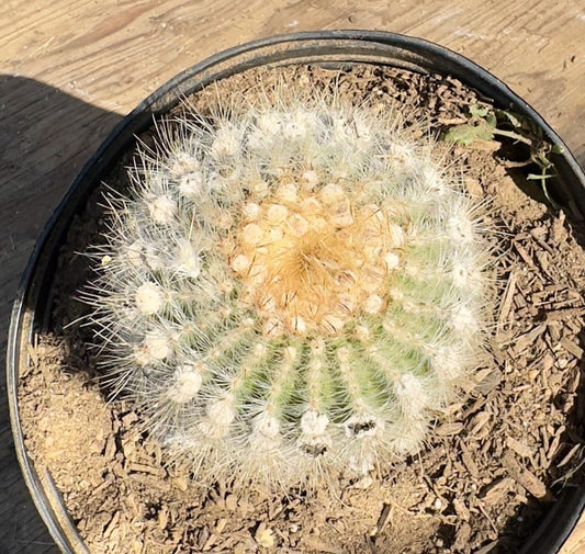 Parodia leninghausii PA53 | Golden Ball Cactus