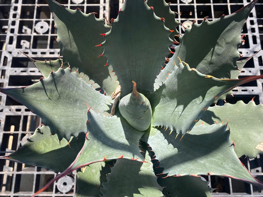 Agave shawii SH5