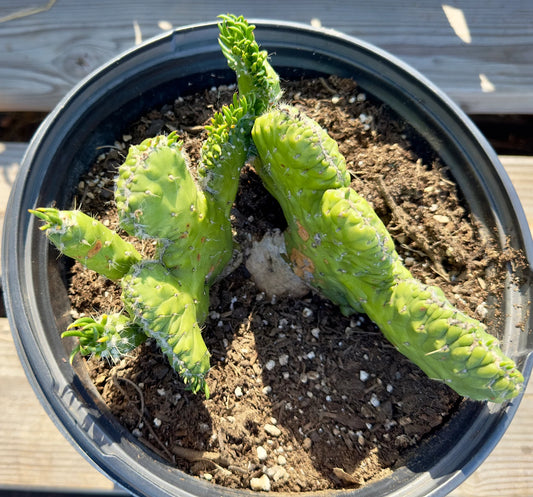 Crested Eve's Needle Cactus - Austrocylindropuntia subulata cristata E144