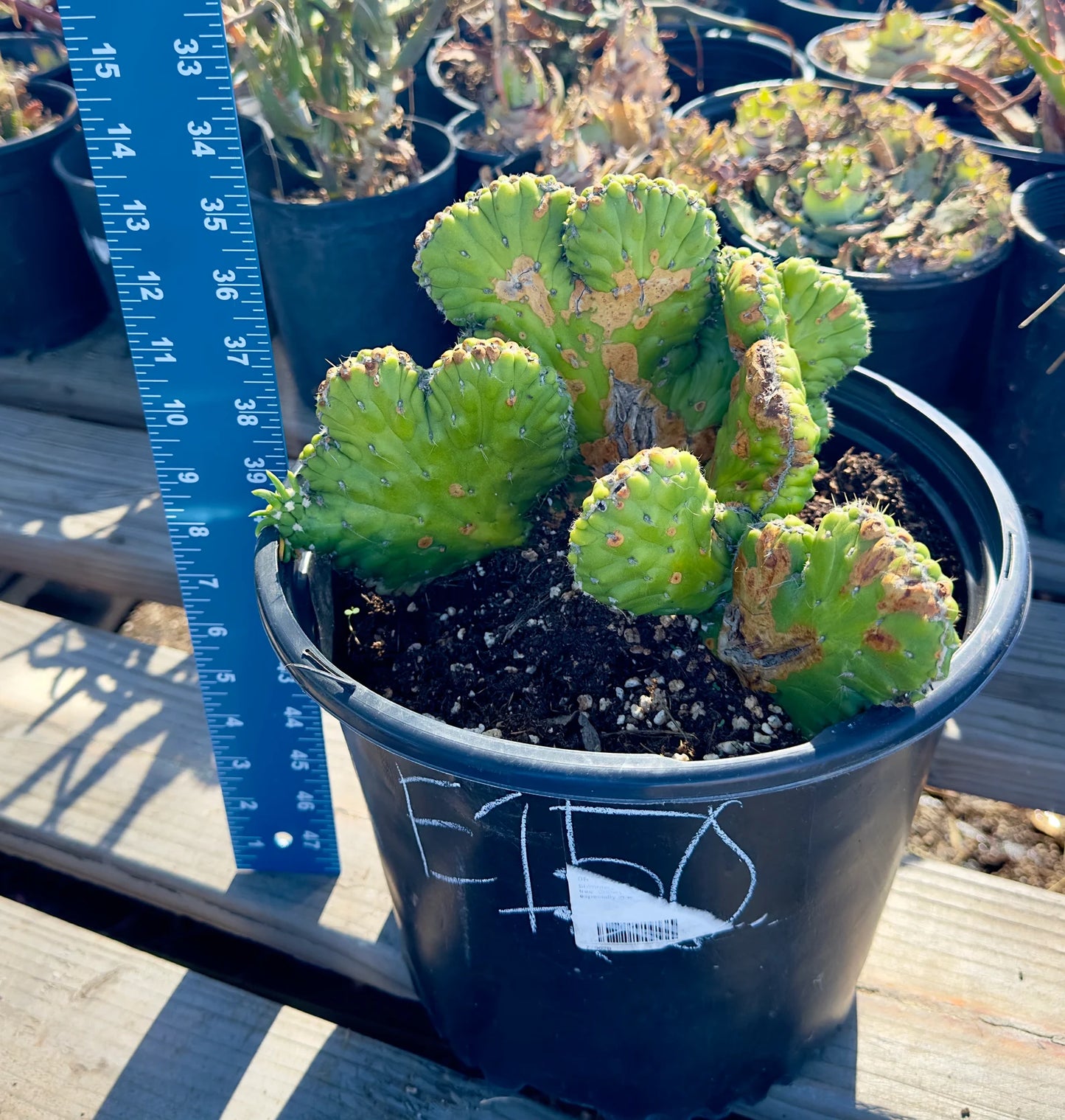 Crested Eve's Needle Cactus - Austrocylindropuntia subulata cristata E150