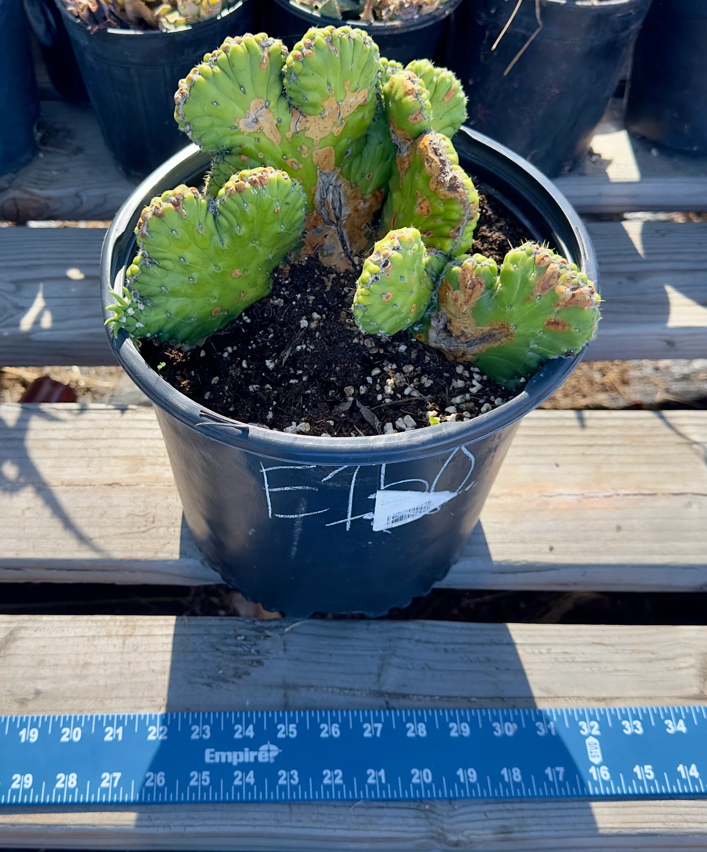Crested Eve's Needle Cactus - Austrocylindropuntia subulata cristata E150