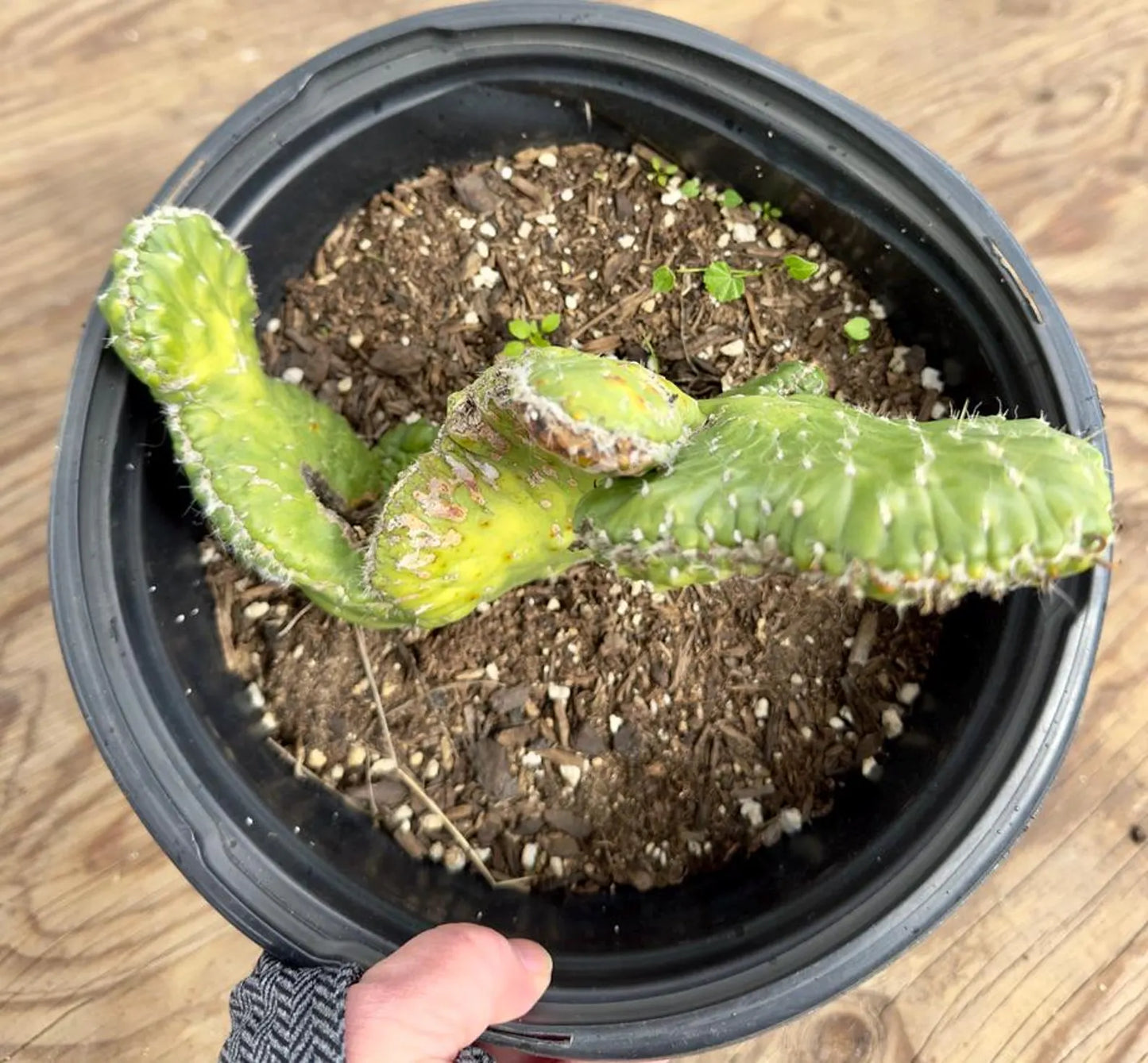 Crested Eve's Needle Cactus - Austrocylindropuntia subulata cristata E146