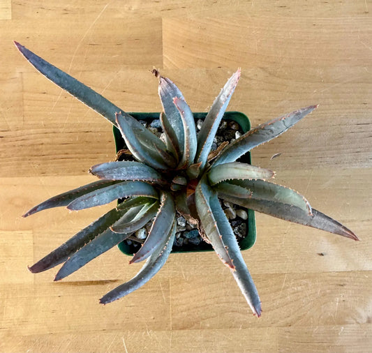 Aloe ramosissima E3