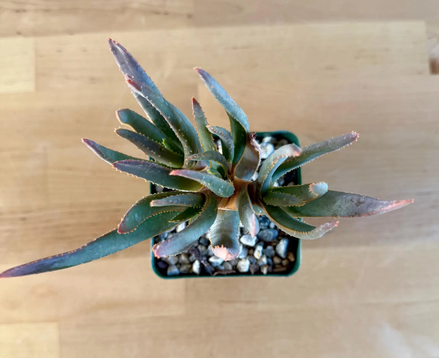 Aloe ramosissima E4