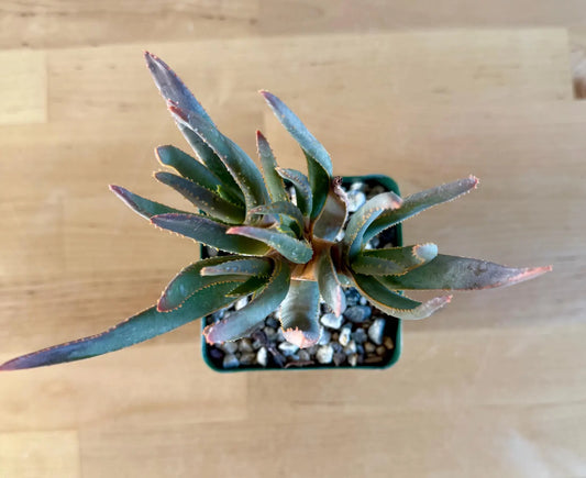 Aloe ramosissima E4