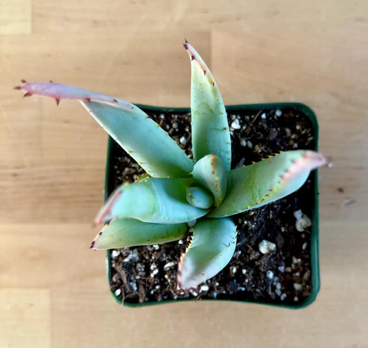 Aloe claviflora E5