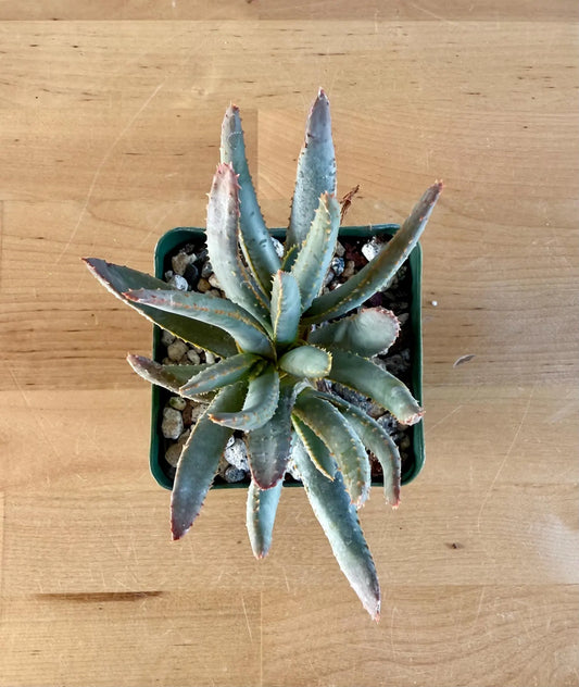 Aloe ramosissima E1