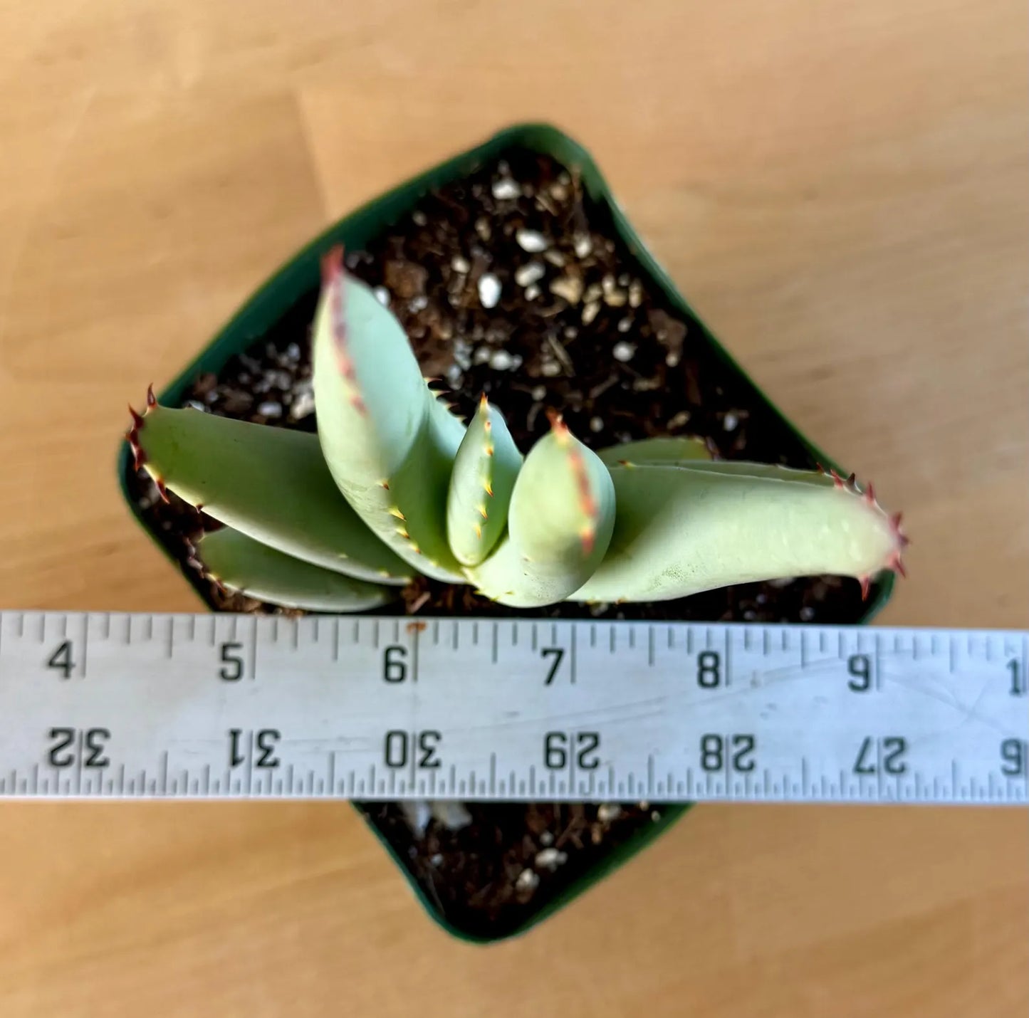 Aloe claviflora E6
