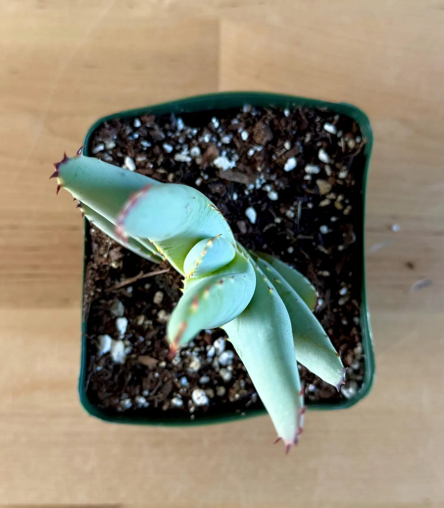 Aloe claviflora E6