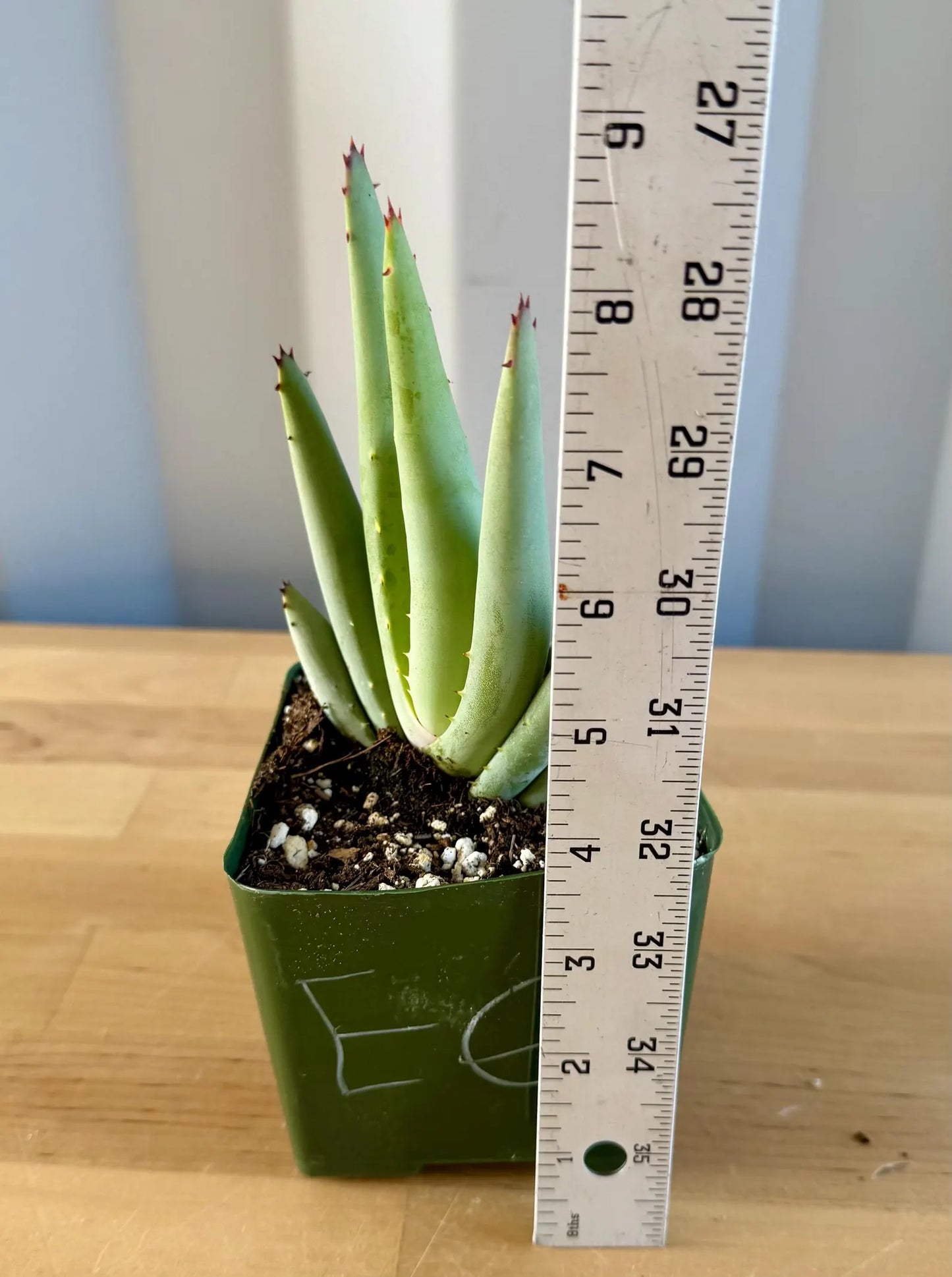 Aloe claviflora E6