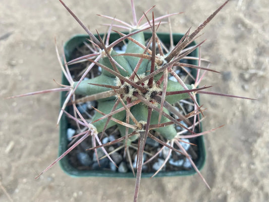 Echinocactus polycephalus - Cotton Top Cactus