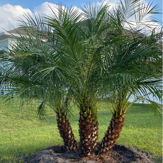 Pygmy Date Palm - Phoenix roebelenii - 3 Gallon (GN)
