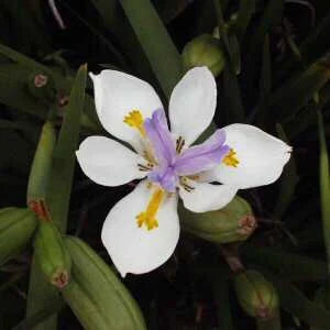 5gal Fortnight Lily | Dietes iridioides