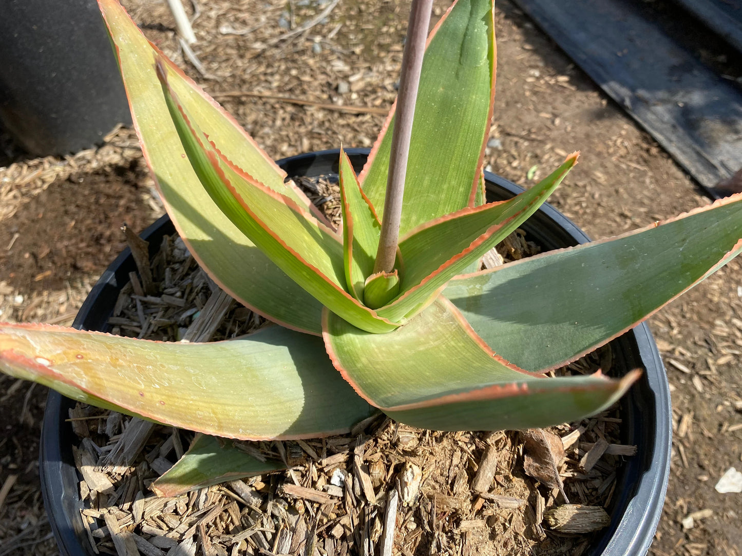 Aloe striata 3g