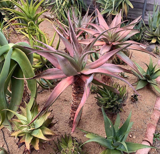 Rare Aloe Comosa - Clanwilliam Aloe