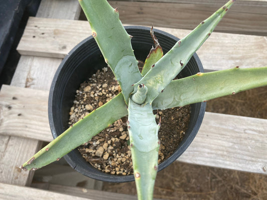 Agave cerulata subsp. subcerulata