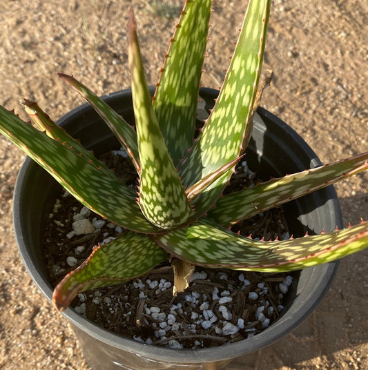 Aloe Hybrid - Yellow flowers 1 gallon