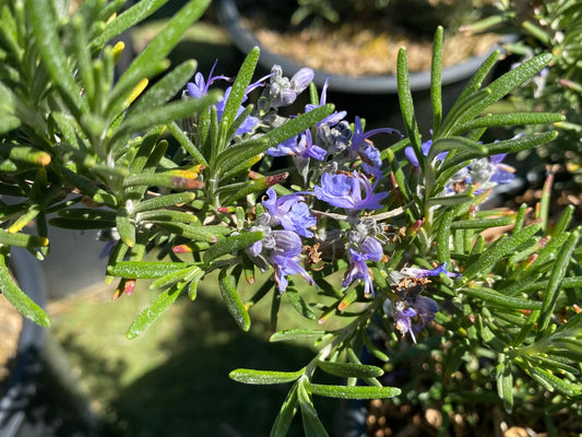 5gal Upright Rosemary | Rosmarinus officinalis 'Upright'