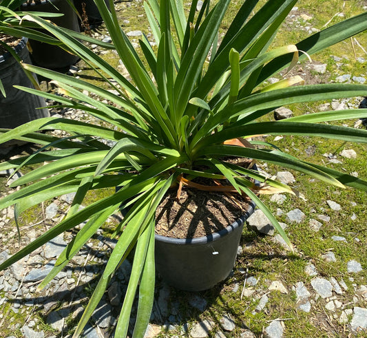 5gal Purple Agapanthus africanus
