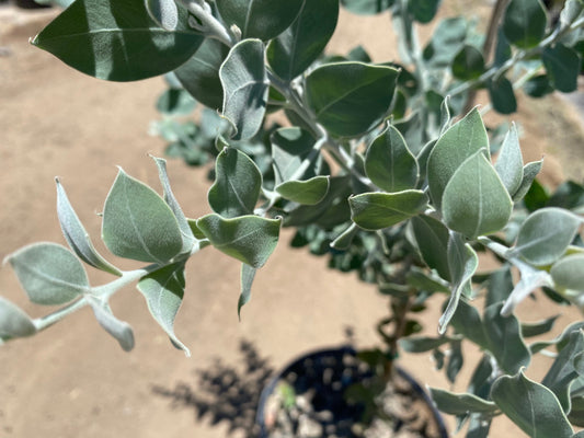 Acacia podalyriifolia - Queensland Silver Wattle Pearl Acacia - 5 Gallon