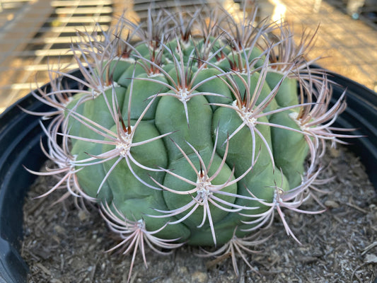 Gymnocalycium saglionis - Giant Chin Cactus E1