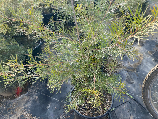 Grevillea 'Spirit of Anzac' - 5 Gallon (GN)