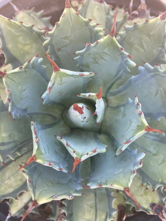 Agave isthmensis 'Becky' | Becky's Century Plant