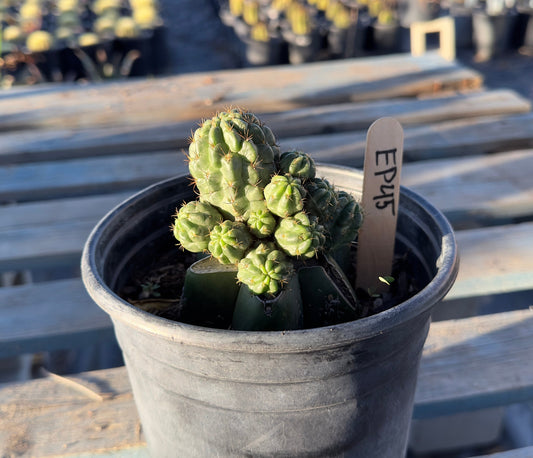 Sulcorebutia Graft (EP45)