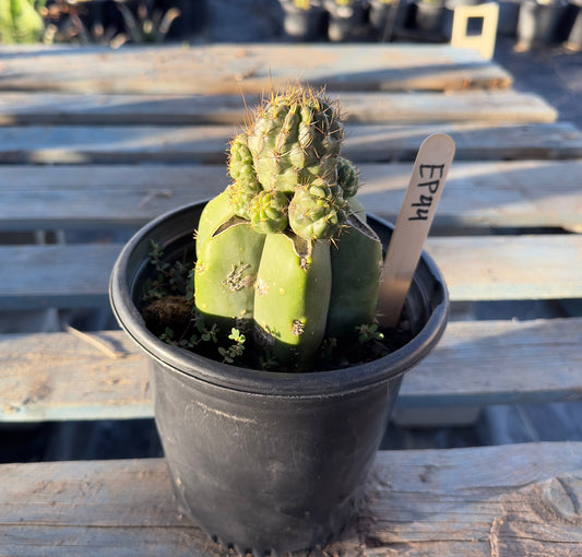 Sulcorebutia Graft (EP44)