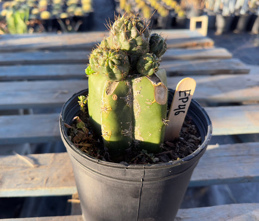 Sulcorebutia Graft (EP46)